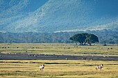 Gewöhnliche Zebras (Equus quagga) im Ngorongoro-Krater,Ngorongoro Conservation Area,Serengeti,Tansania