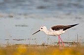 Frankreich,Somme,Somme-Bucht,Cayeux-sur-mer,Ault,Le Hâble d'Ault,Stelzenläufer (Himantopus himantopus)