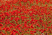 Frankreich,Somme,Baie de Somme,Saint-Valery-sur-Somme,Mohnblumen (Papaver rhoeas)