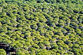 Spanien,Andalusien,Provinz Cadix,in der Umgebung von Tarifa,Wald aus Meereskiefern