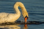 Frankreich,Somme,Somme Bay,Le Crotoy,Crotoy Marsh,Höckerschwan (Cygnus olor,Höckerschwan) bei der Toilette