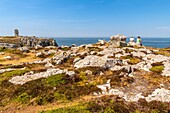 France, Finistère (29), Cornouaille, Crozon Peninsula, Camaret-sur-Mer, Pen-Hir Point in the Iroise Sea