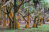 Mauritius, Savanne district, Grand Bois, Domaine de Bois Chéri, the largest tea producer in Mauritius, the park of the domain