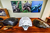 Ecuador,Galapagos-Archipel,von der UNESCO zum Weltkulturerbe erklärt,Insel Santa Cruz,Charles-Darwin-Forschungszentrum,Innenansicht des Museums