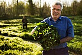 France, Essonne, Mereville, Villa Paul watercress beds, Christian Barberot, cressman