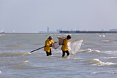 Belgien,Provinz Westflandern,Koksijde,Oostduinkerke,Krabbenfischerei