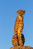 Gepard (Acinonyx jubatus),kommt in Afrika vor,ein erwachsener Gepard auf Felsen,captif