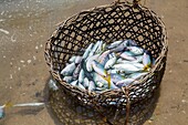 Philippines, Palawan, Malampaya Sound Protected Landscape and Seascape, the catch of the day