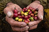 Colombia, Valley of coffee, Filandia, coffee beans picking