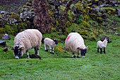 Vereinigtes Königreich,Schottland,Highlands,Hebriden,Isle of Skye,Uig,the Fairy Glen an der Westseite von Trotternish bei Balnacnoc