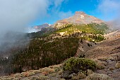 Spanien,Kanarische Inseln,Insel Teneriffa,Parque Nacional del Teide (Teide-Nationalpark),von der UNESCO zum Weltnaturerbe erklärt,Vegetation und Felsen bis zum Vulkan Teide