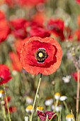 Spanien,Gewöhnlicher Mohn (Papaver rhoeas),Morgen ,©oquelicot (Papaver rhoeas),le matin