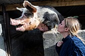 Irland,Grafschaft Meath,Region Navan,Causey Farm,pädagogischer Bauernhof,Gloria ist die Dekanin der Schweine auf dem Hof