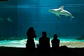 Italy, Liguria, Genoa, Porto Antico (Old harbour) with the largest aquarium of Europe, the basin of sharks (Selachimorpha)