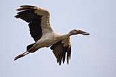 Nepal,Chitwan-Nationalpark,Asiatischer Offenschnabel (Anastomus oscitans) im Flug