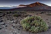 Spanien,Kanarische Inseln,Insel Teneriffa,Parque Nacional del Teide (Teide-Nationalpark),von der UNESCO zum Weltkulturerbe erklärt,Vegetation und Felsen bis zum Vulkan Teide