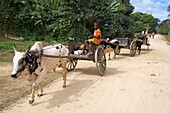 Madagascar, Diana region, on the road to Marosely, carts shoot by zebus bring food to the village