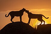 Gepard (Acinonyx jubatus),kommt in Afrika vor,zwei Erwachsene bei Sonnenuntergang,in Gefangenschaft