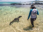 Ecuador,Galápagos-Archipel,von der UNESCO zum Weltkulturerbe erklärt,Insel Santa Maria (Floreana),Schwimmen mit Galápagos-Seelöwen (Zalophus wollebaeki)