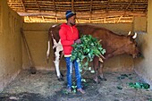 Madagascar, Alaotra-Mangoro, Manganaro, farmer feeding his cow