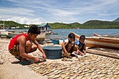 Philippines, Palawan, Malampaya Sound Protected Landscape and Seascape, boy laying fish for drying