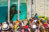 Kanada,Provinz Québec,Québec,Aquarium von Québec,Seeelefantenbecken