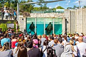 Kanada,Provinz Québec,Québec,Aquarium von Québec,Seeelefantenbecken