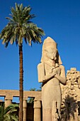 Ägypten,Oberägypten,Niltal,Karnak,Statue von Ramses II neben einer hohen Palme im Karnak-Tempel