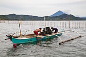 Philippines, Palawan, Malampaya Sound Protected Landscape and Seascape, fisherman harvesting green mussels