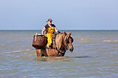 Belgien,Provinz Westflandern,Koksijde,Oostduinkerke,der Krabbenfang zu Pferd ist eine weltweit einzigartige Art des Fischfangs,die 2013 von der UNESCO als immaterielles Kulturerbe der Menschheit anerkannt wurde und deren Tradition mehrere Jahrhunderte zurückreicht