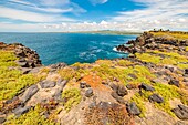 Ecuador,Galapagos-Archipel,von der UNESCO zum Weltnaturerbe erklärt,Insel Santa Cruz,Insel Plaza Sud