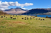 United Kingdom, Scotland, Highland, Inner Hebrides, Island of Ulva near the west coast of the Isle of Mull (in the background), flock of Hebridean, black sheep of Scotland