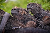 Ecuador, Galapagos Archipelago, listed as World Heritage by UNESCO, San Cristóbal Island, Punta Carola Beach, Marine Iguana (Amblyrhynchus cristatus)