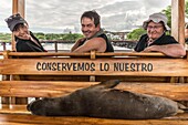 Ecuador, Galápagos archipelago, listed as World Heritage by UNESCO, San Cristóbal Island, Galápagos sea lion (Zalophus wollebaeki) resting on a bench at the port of Puerto Baquerizo Moreno encouraging the protection of nature