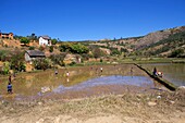 Madagascar, rice field on the road between Antananarivo to Toamasina