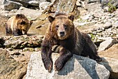 Canada, Quebec province, Lake Saint Jean region, Wild Zoo Saint Felicien, Bears