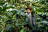 Colombia, Valley of coffee between Filandia and Marseilla, coffee picking