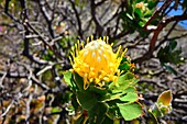 South Western cape, Chapman Bay, protea (proteaceae)