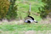 Chile,Region Los Lagos,Insel Chiloé,Quemchi,Südlicher Kiebitz (Vanellus chilensis)