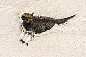 Ecuador, Galapagos Archipelago, listed as World Heritage by UNESCO, Santa Cruz Island, Tortuga Bay, Marine Iguana (Amblyrhynchus cristatus) in the water on the beach