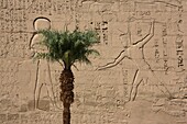 Ägypten,Oberägypten,Niltal,Medinet Habu,Millionen Jahre alter Tempel von Ramses III zwischen hohen Palmen und trockenen Bergen