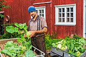 Schweden,Grafschaft Vastra Gotaland,Hokerum,Weiler Ulricehamn,Familie Rochat,Marktvorbereitung,Pierre mit Kohlrabi und Blumenkohl