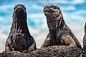 Ecuador,Galapagos-Archipel,von der UNESCO zum Weltkulturerbe erklärt,Insel Isabela (Albemarie),Galapagos-Meeresleguane (Amblyrhynchus cristatus) beim Entsalzen des Meerwassers,das sie mit der Nase geschluckt haben