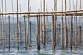 Philippines, Palawan, Malampaya Sound Protected Landscape and Seascape, typical fishing gear with a bamboo structure maintaining fish nets