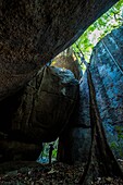 Colombia, Vichada, Puerto Carreno, Ventana Reserve on the Orenoco river, walk in the jungle amidst rocks and ceiba, Ceiba pentandra