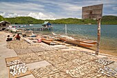 Philippines, Palawan, Malampaya Sound Protected Landscape and Seascape, boy laying fish for drying