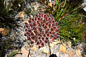 South Western cape, Chapman Bay, fynbos