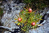 South Western cape, Chapman Bay, protea (proteaceae)