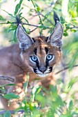 Caracal (Caracal caracal) , Occurs in Africa and Asia, Young animal 9 weeks old, in a tree, Captive