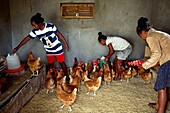 Madagascar, Alaotra-Mangoro, Manganaro, agricultural high school, highs feed roosters